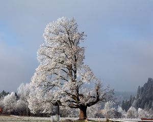 Превью обои дерево, половина, крона, зима, ветки, снег