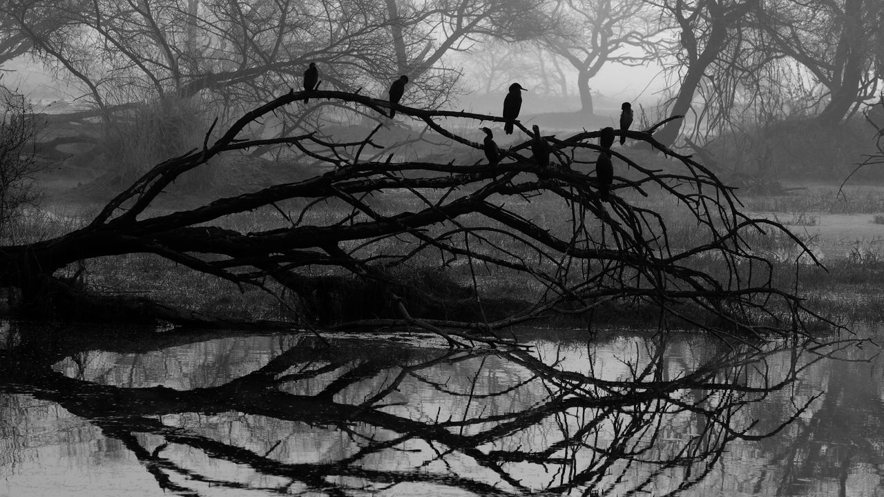 Обои дерево, птица, чб, отражение