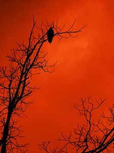 Превью обои дерево, птица, силуэт, закат, оранжевый