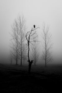 Превью обои дерево, птица, туман, мрак, черно-белый, чб