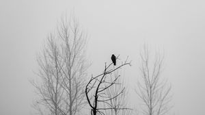 Превью обои дерево, птица, туман, мрак, черно-белый, чб