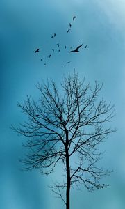Превью обои дерево, птицы, небо