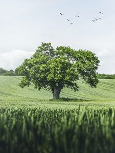 Превью обои дерево, птицы, трава, простор