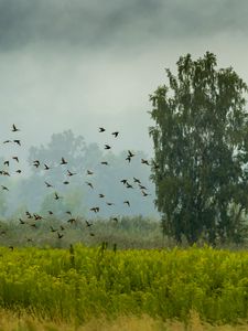 Превью обои дерево, птицы, трава, поле, природа