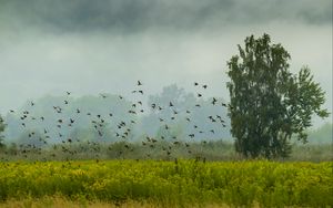 Превью обои дерево, птицы, трава, поле, природа