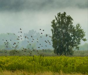 Превью обои дерево, птицы, трава, поле, природа