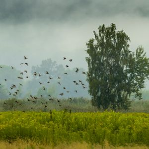 Превью обои дерево, птицы, трава, поле, природа