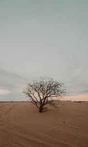 Превью обои дерево, пустыня, песок, сухой, одинокий
