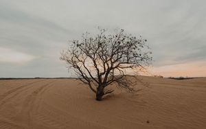 Превью обои дерево, пустыня, песок, сухой, одинокий