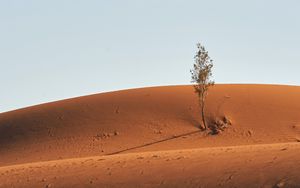 Превью обои дерево, пустыня, песок, небо