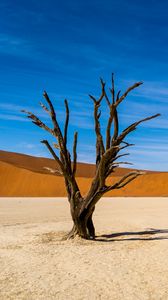 Превью обои дерево, пустыня, песок, природа