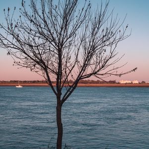 Превью обои дерево, река, луна, берег, пейзаж