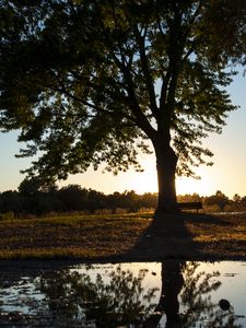 Превью обои дерево, река, отражение, скамейка, природа, пейзаж