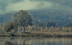 Превью обои дерево, река, отражение, природа