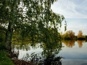 Превью обои дерево, река, трава, лето