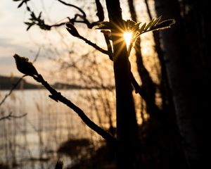 Превью обои дерево, ростки, солнце, лучи, закат, темный