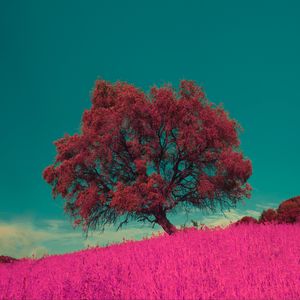 Превью обои дерево, розовый, фотошоп, трава, одинокий