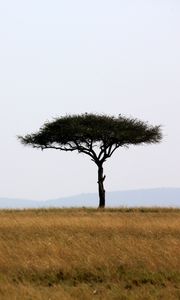 Превью обои дерево, саванна, африка, сафари, природа