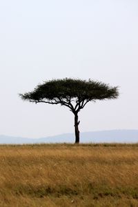 Превью обои дерево, саванна, африка, сафари, природа