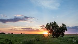 Превью обои дерево, сердце, закат, поле