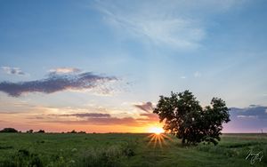 Превью обои дерево, сердце, закат, поле