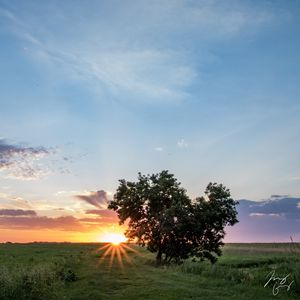 Превью обои дерево, сердце, закат, поле