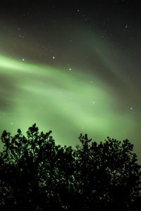 Превью обои дерево, северное сияние, звездное небо, ночь, темный