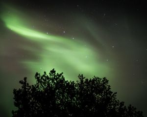 Превью обои дерево, северное сияние, звездное небо, ночь, темный