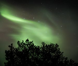 Превью обои дерево, северное сияние, звездное небо, ночь, темный