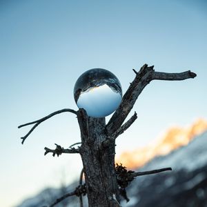 Превью обои дерево, шар, стекло, отражение