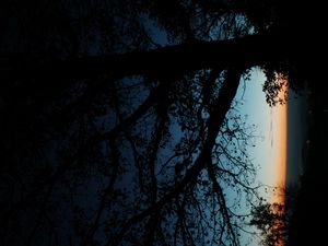 Превью обои дерево, силуэт, листья, ветки, темный, ночь