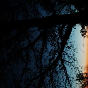Превью обои дерево, силуэт, листья, ветки, темный, ночь