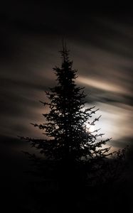 Превью обои дерево, силуэт, луна, ночь