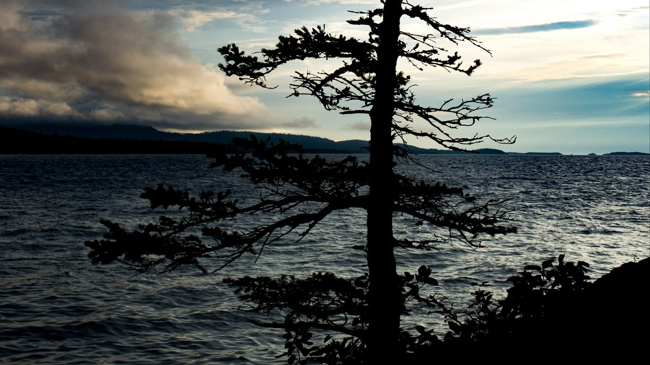 Обои дерево, силуэт, море, берег, темный
