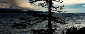 Превью обои дерево, силуэт, море, берег, темный