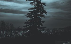 Превью обои дерево, силуэт, ночь, небо, темный