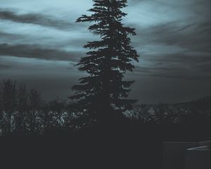 Превью обои дерево, силуэт, ночь, небо, темный