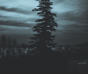 Превью обои дерево, силуэт, ночь, небо, темный
