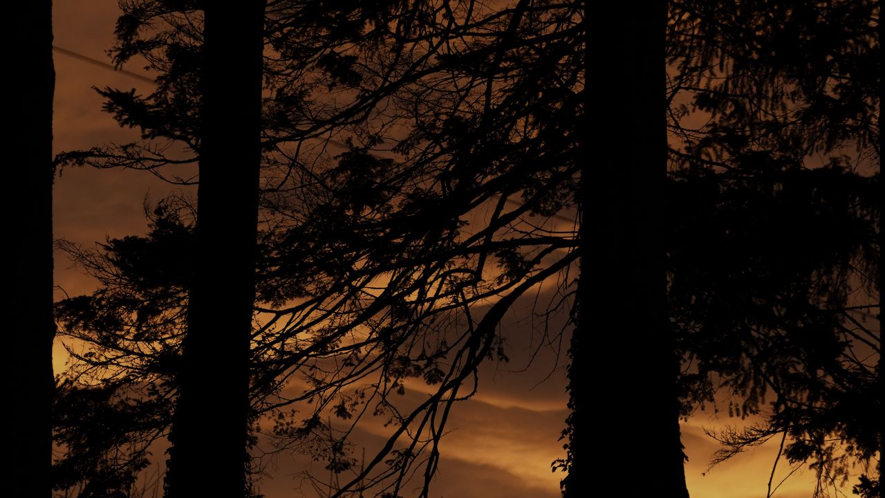 Обои дерево, силуэт, ночь, темный, трава