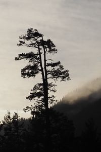 Превью обои дерево, силуэт, туман, природа, черно-белый
