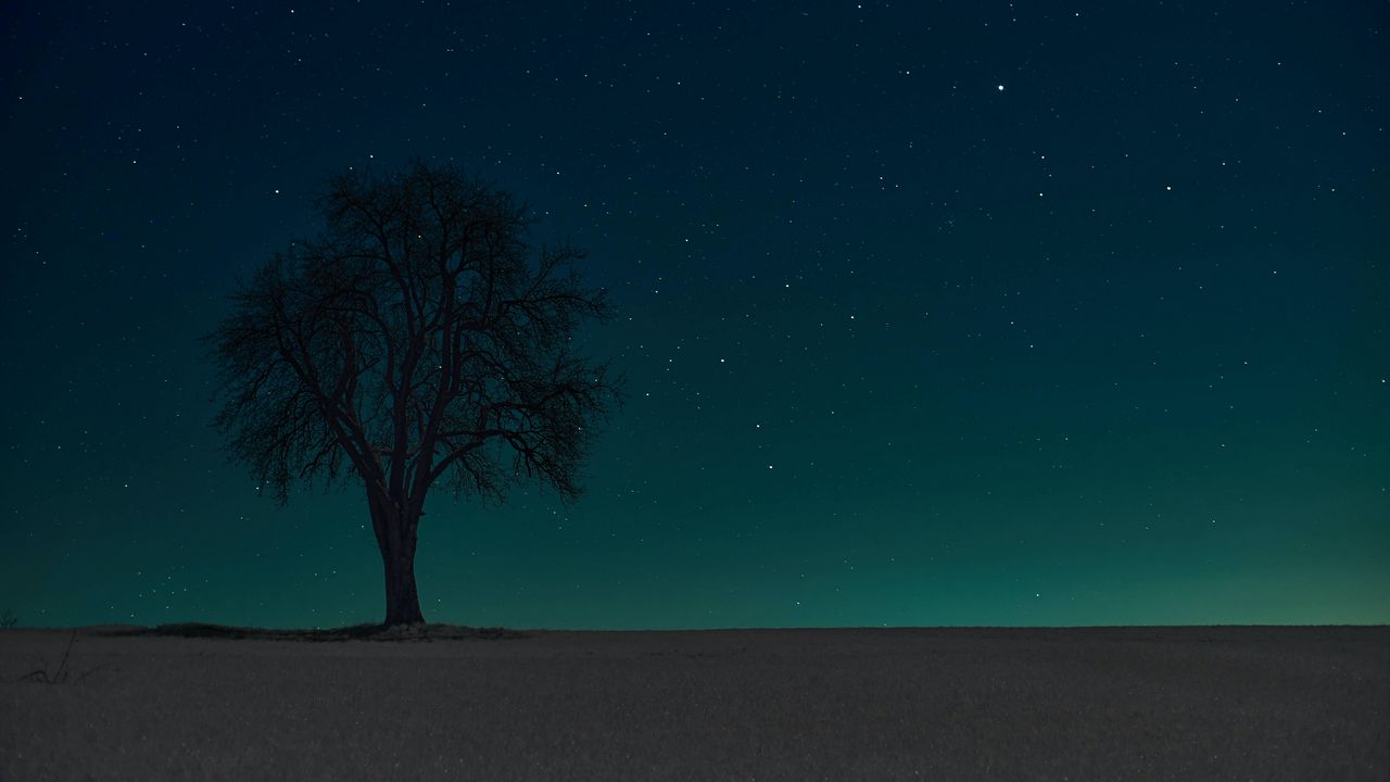 Обои дерево, силуэт, звезды, ночь, небо, темный