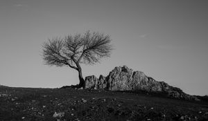 Превью обои дерево, скала, чб, минимализм