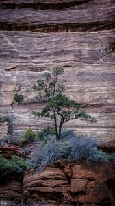 Превью обои дерево, скалы, каменный, кусты