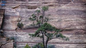 Превью обои дерево, скалы, каменный, кусты