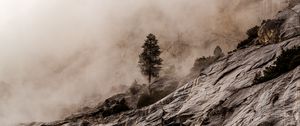 Превью обои дерево, скалы, туман, камни, каменный