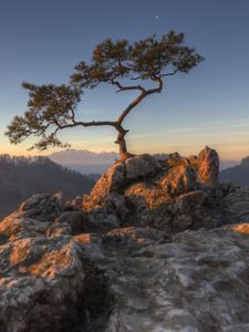 Превью обои дерево, скалы, утес, камни, небо