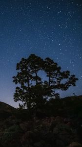 Превью обои дерево, скалы, звездное небо, звезды, ночь, темный