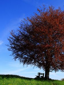 Превью обои дерево, скамейка, одинокое, склон