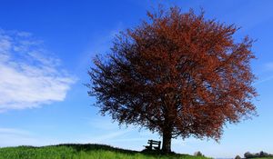 Превью обои дерево, скамейка, одинокое, склон