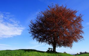 Превью обои дерево, скамейка, одинокое, склон